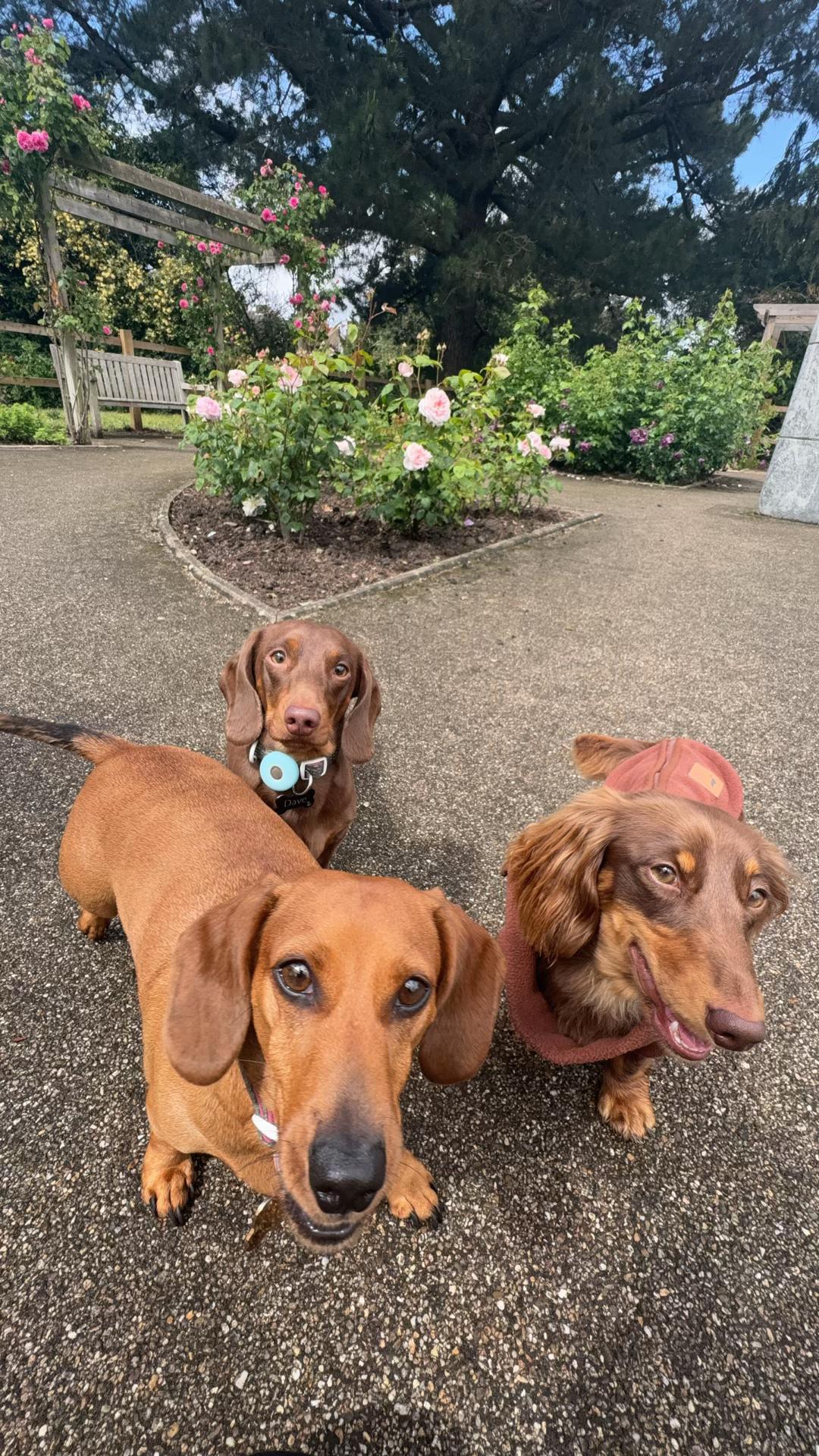 @tswoofwoof.co.uk