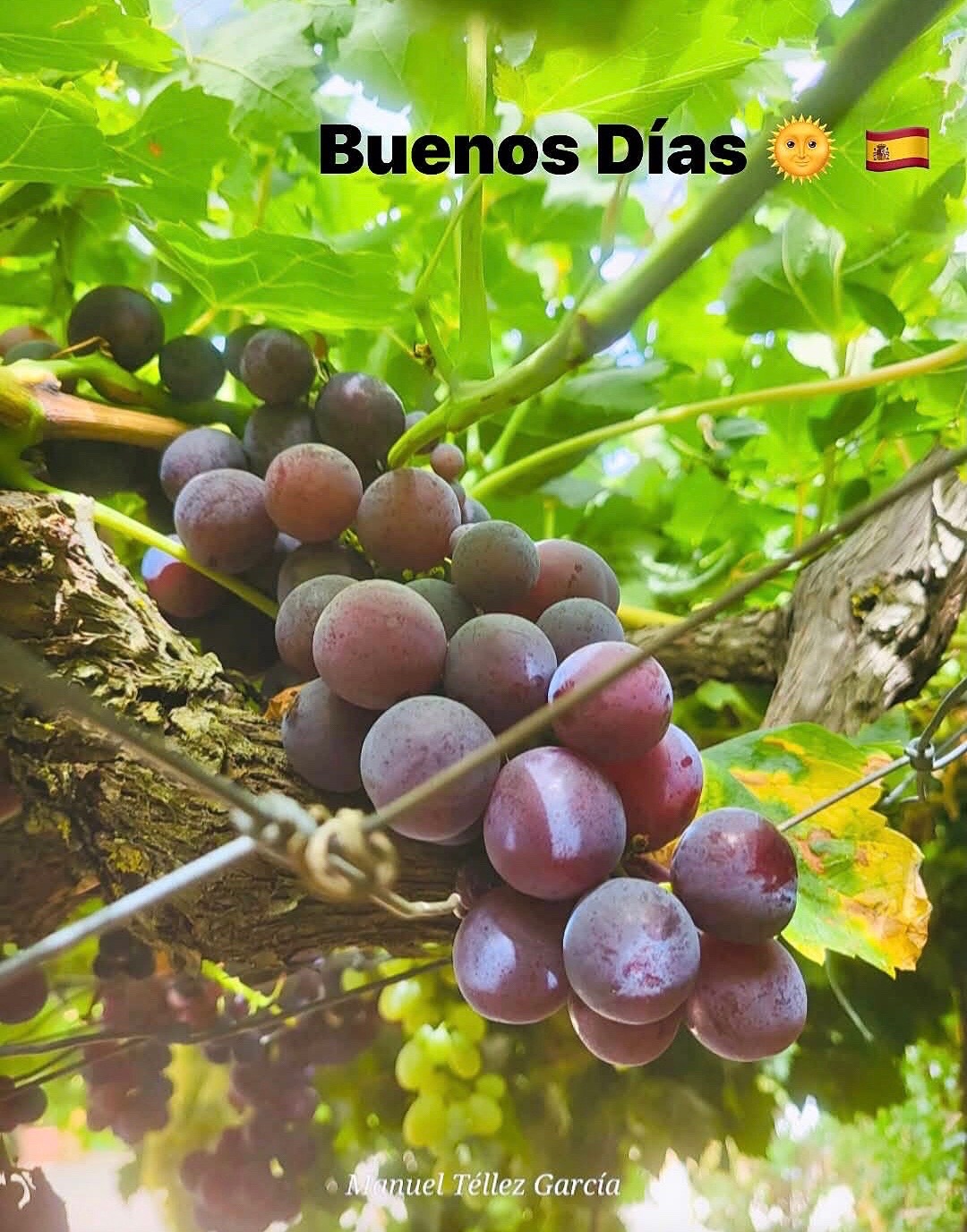 @brujiarcos