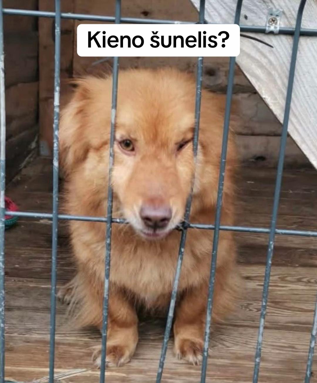 @Keturkojo Viltis