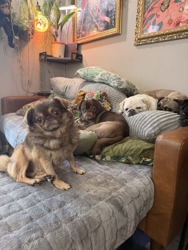 @ChilliThePug