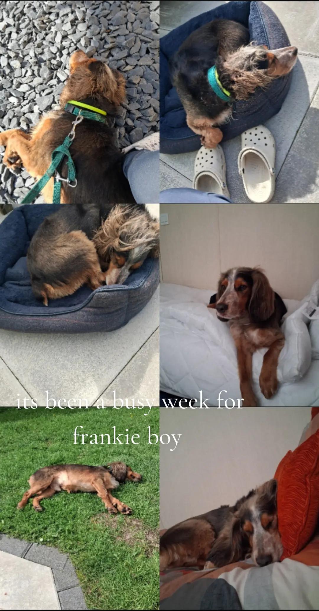 @Donna Frankie Boy & Dolly
