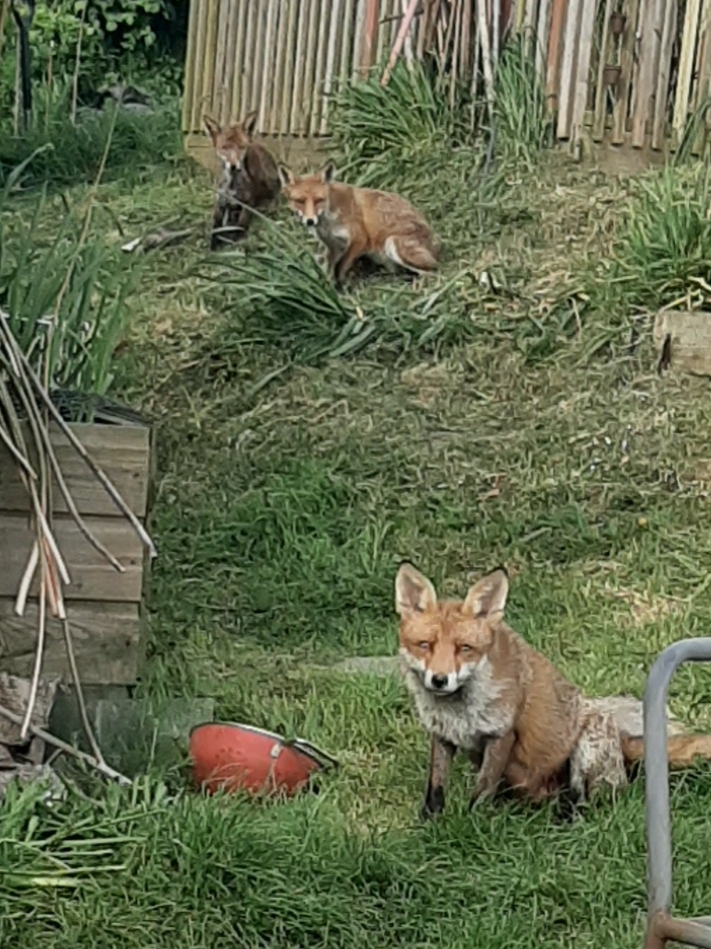 @John the Fox