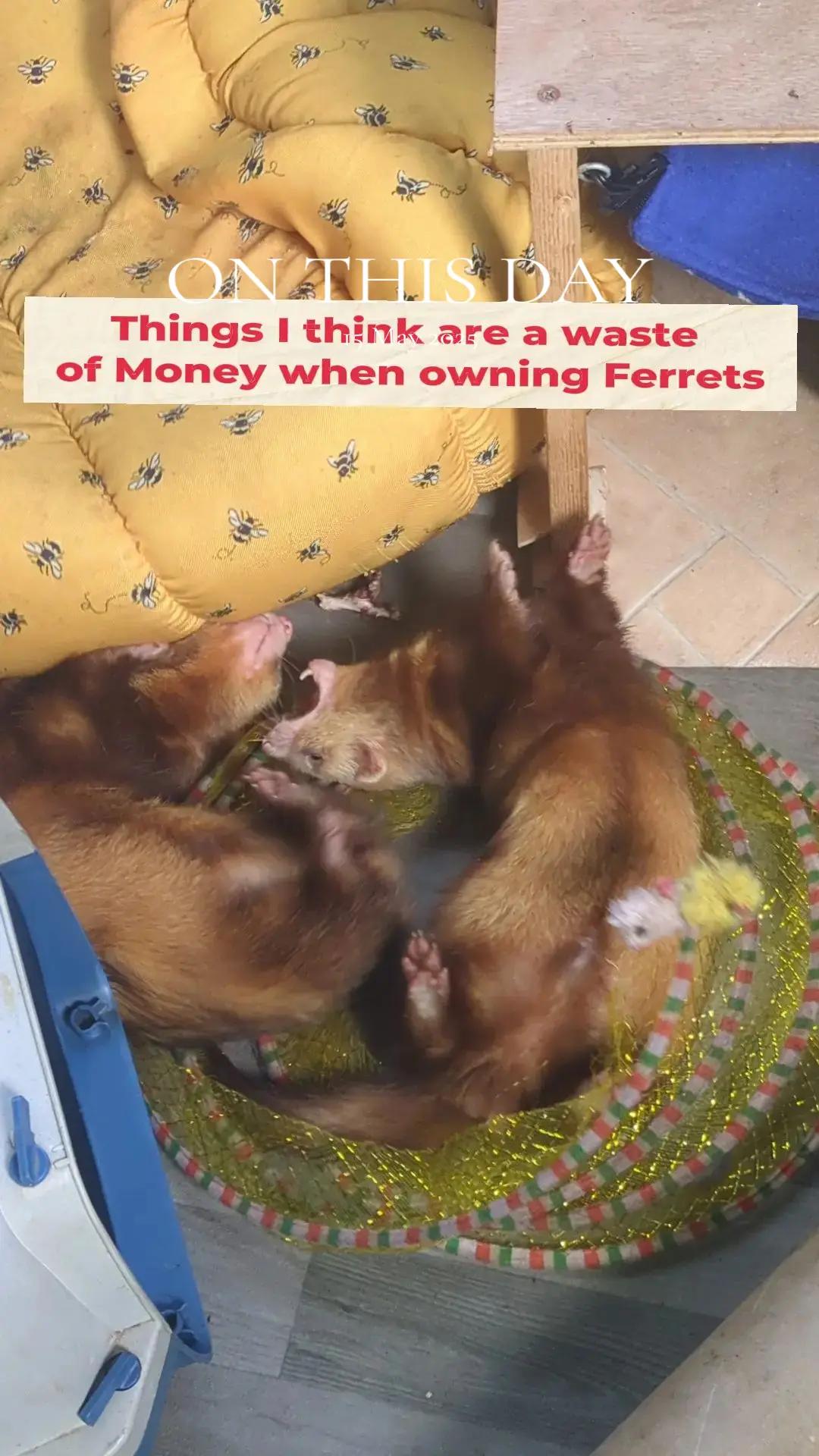 @Ocean City Ferrets