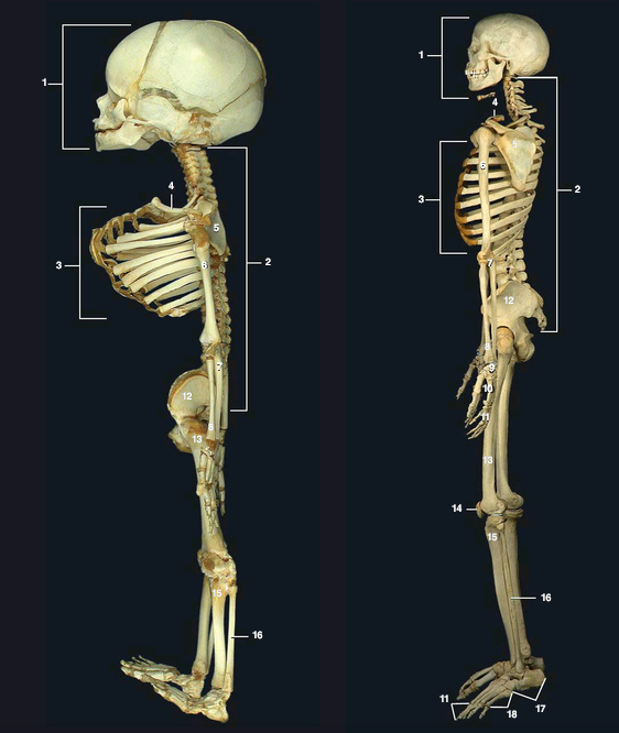 @Pasi&oacute;n por la Anatom&iacute;a