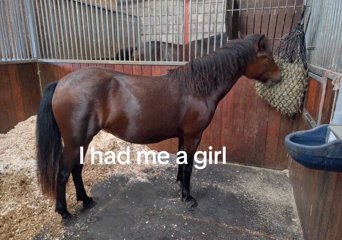@Freya_horses
