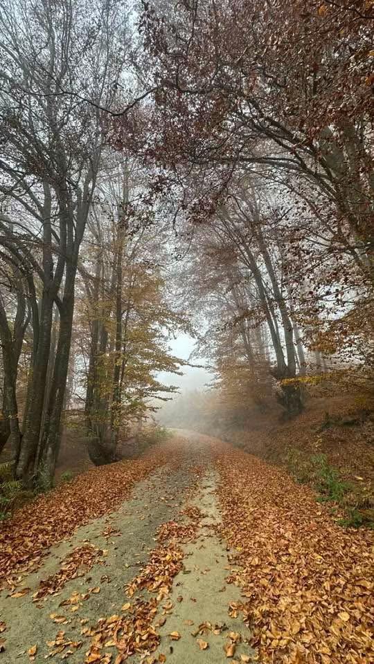 @avni 02 🇦🇱🇽🇰🇩🇪
