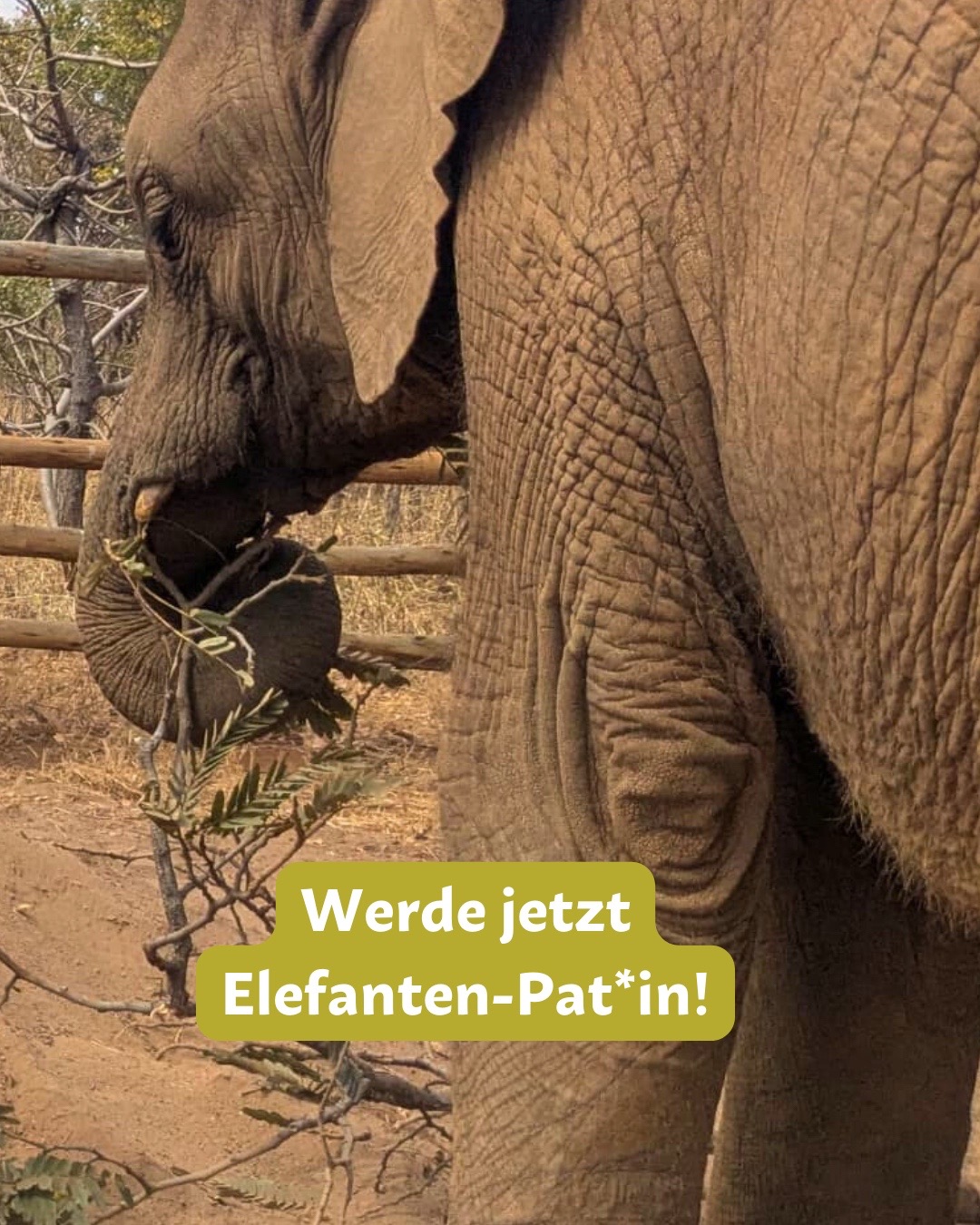 @Pro Wildlife