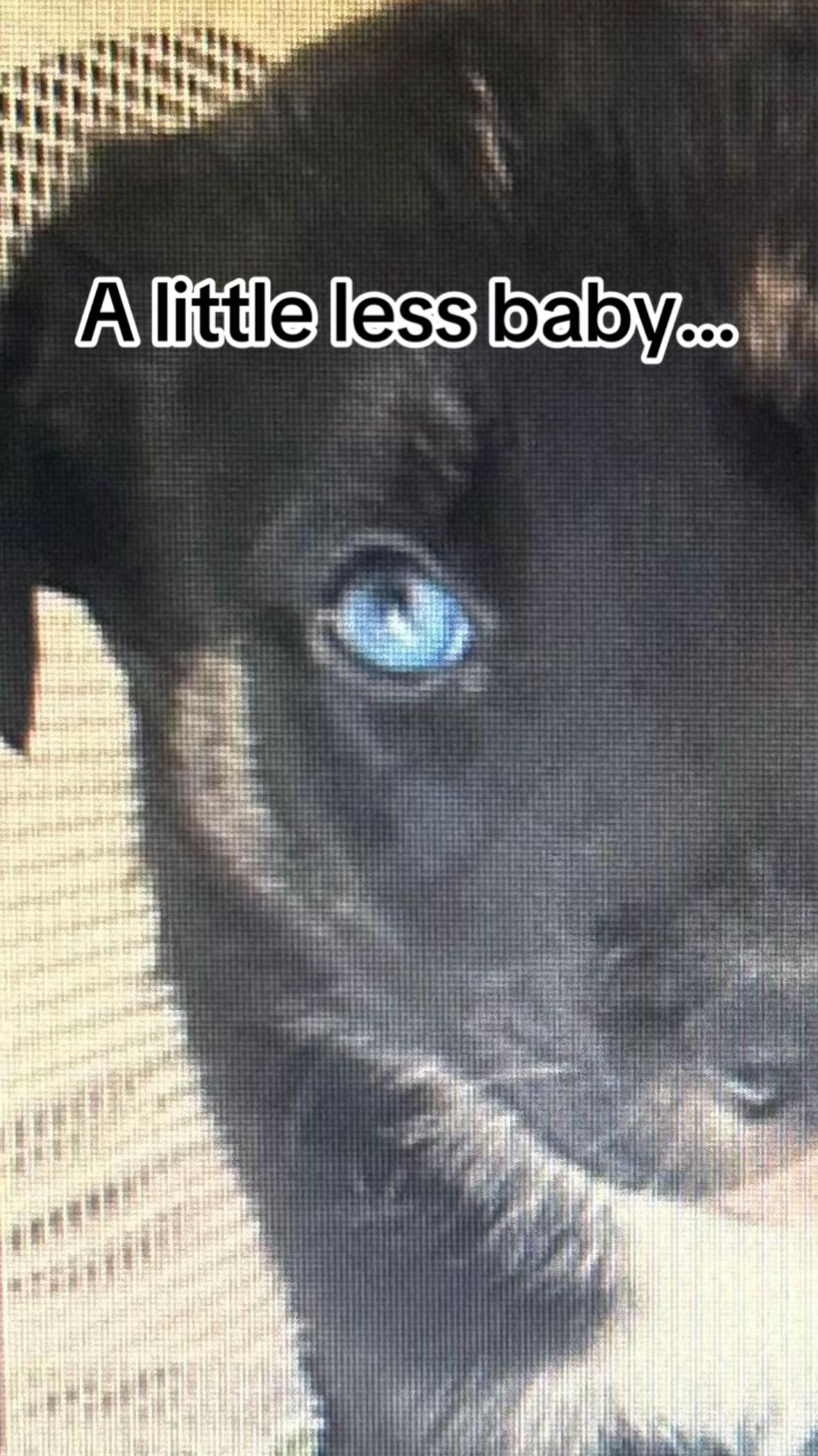 @Pawsome Fivesome