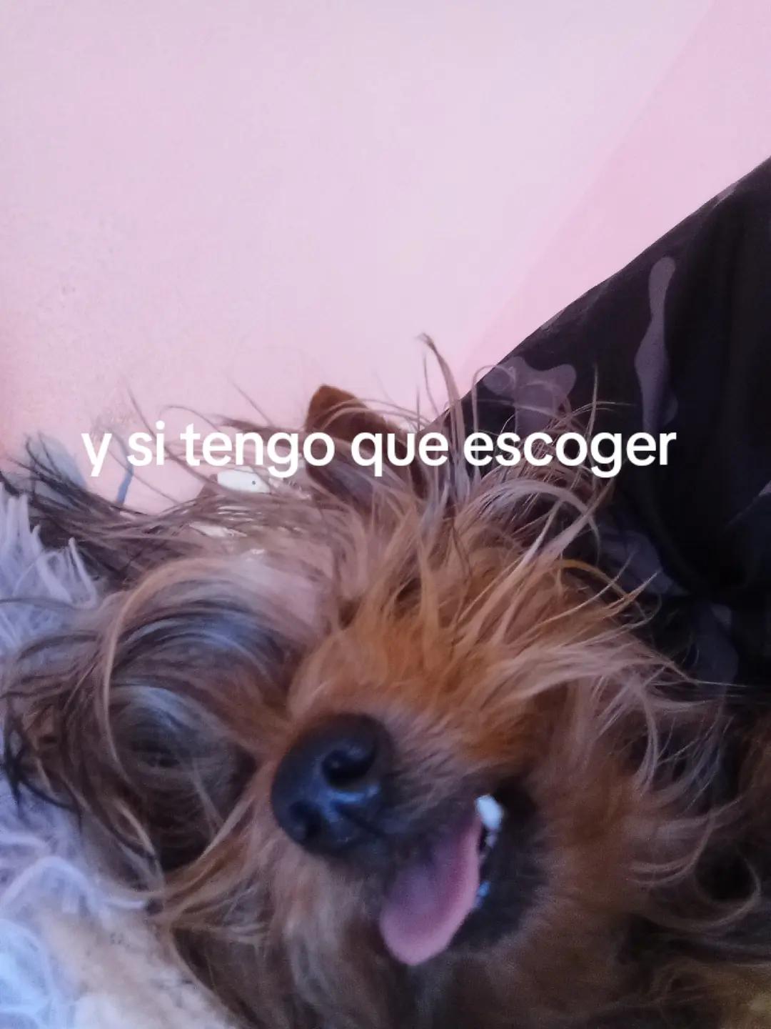 @𝓽𝓸𝓶𝓪𝓽𝓲𝓽𝓸