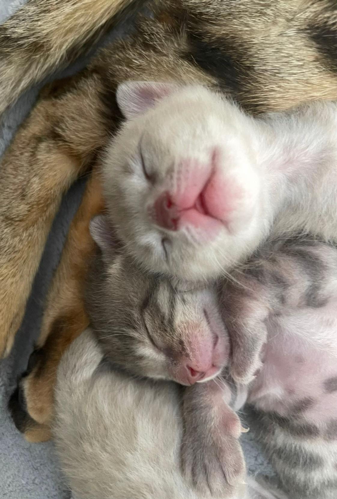 @sweet4bambi♥️Bengalkitten