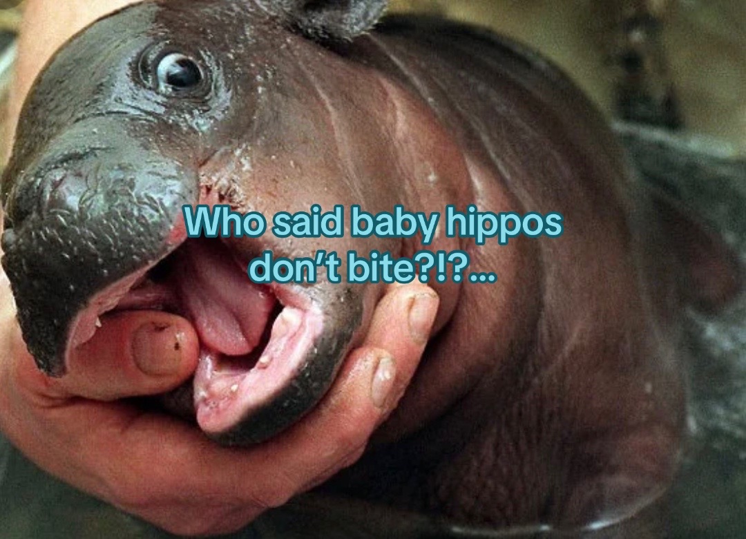 @babyhippoco