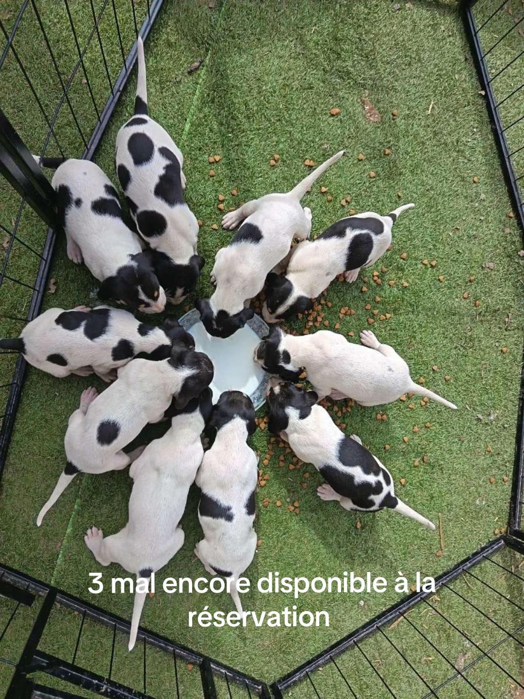 @passion du chien courant