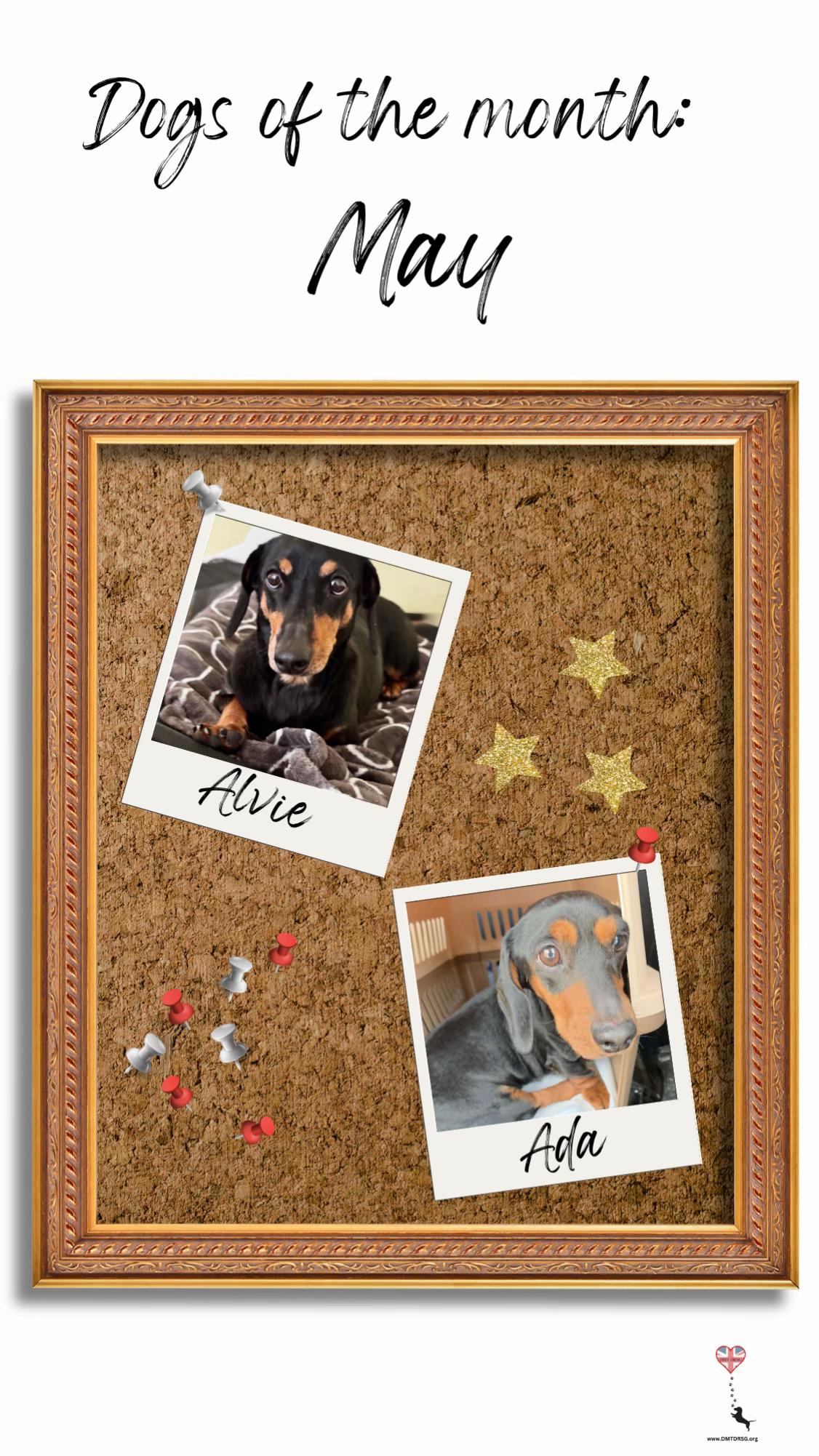 @DMT Dachshund Rescue 🐾