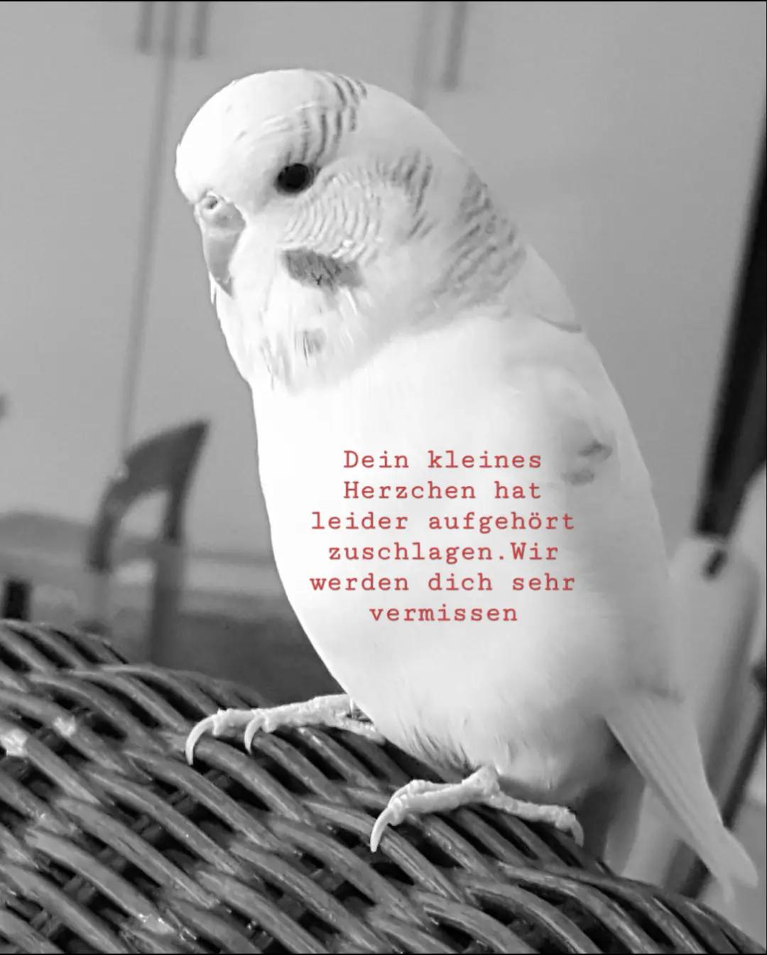 @❤❤❤Diana & Stephan❤❤❤