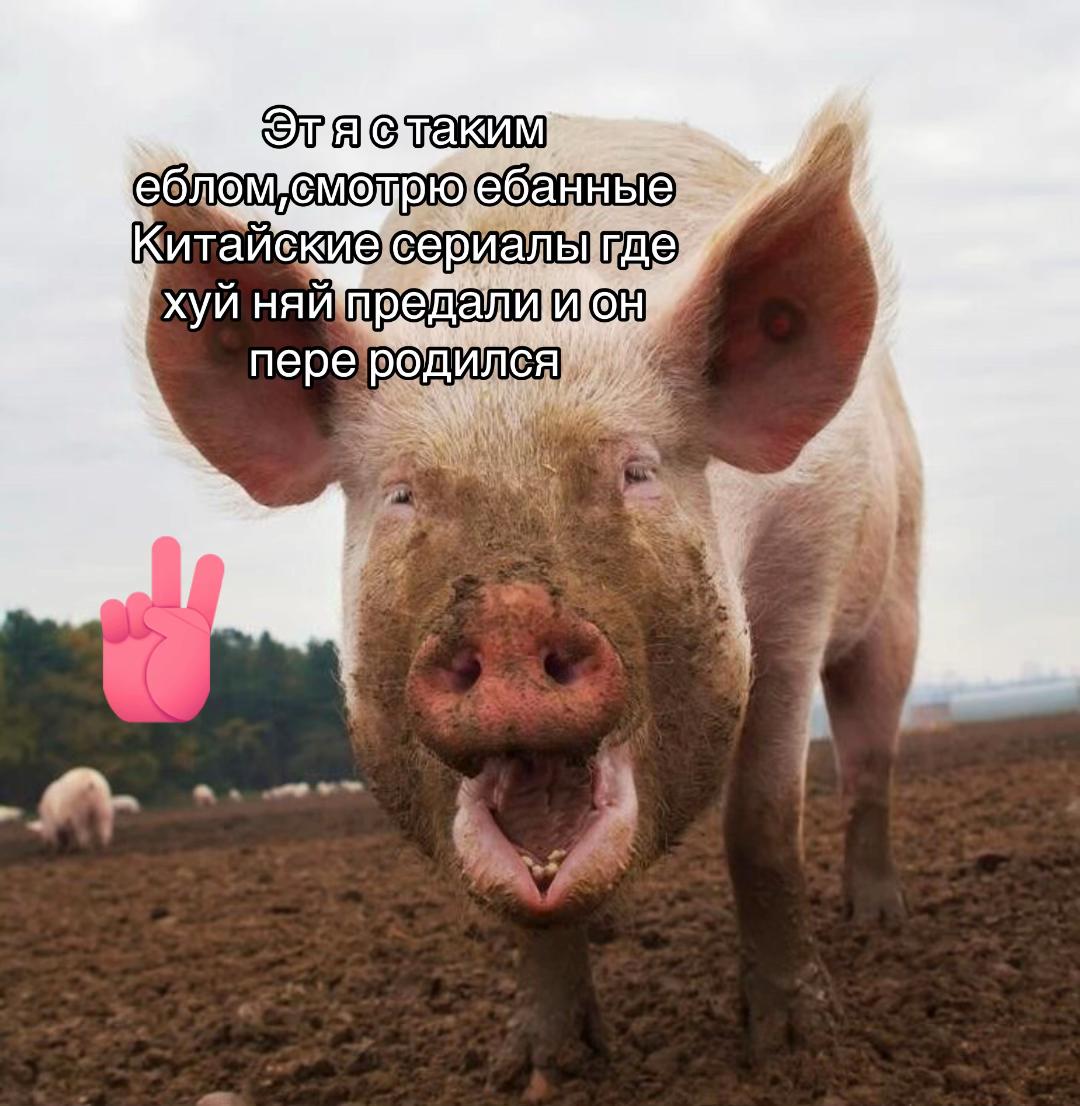 @viksx