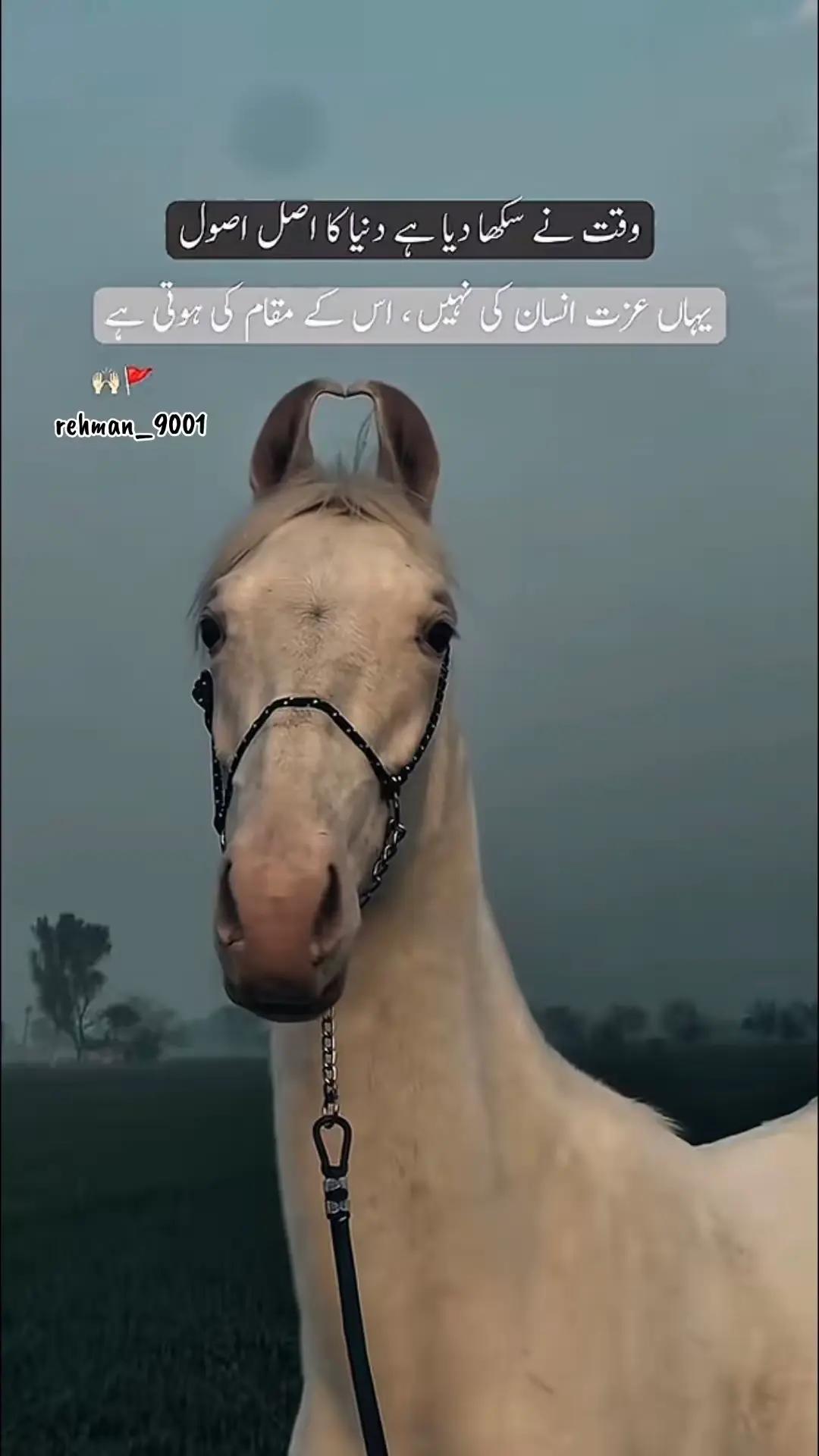 @🥷🥷✨حسن سرگودھا ✨🥷🥷