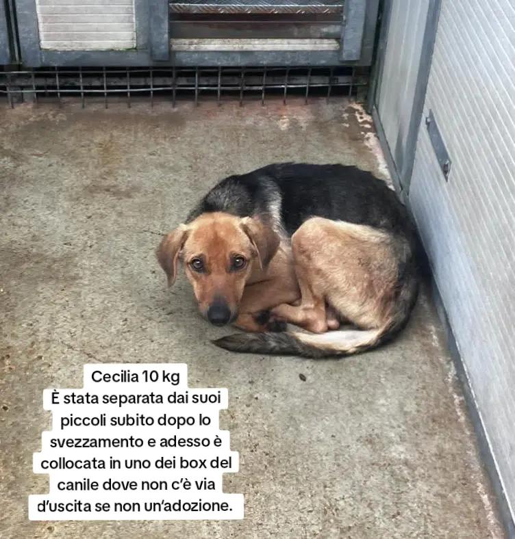 @Pina Rossignuolo