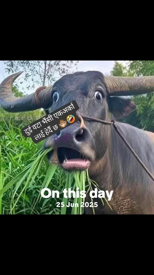 @Rita Limbu