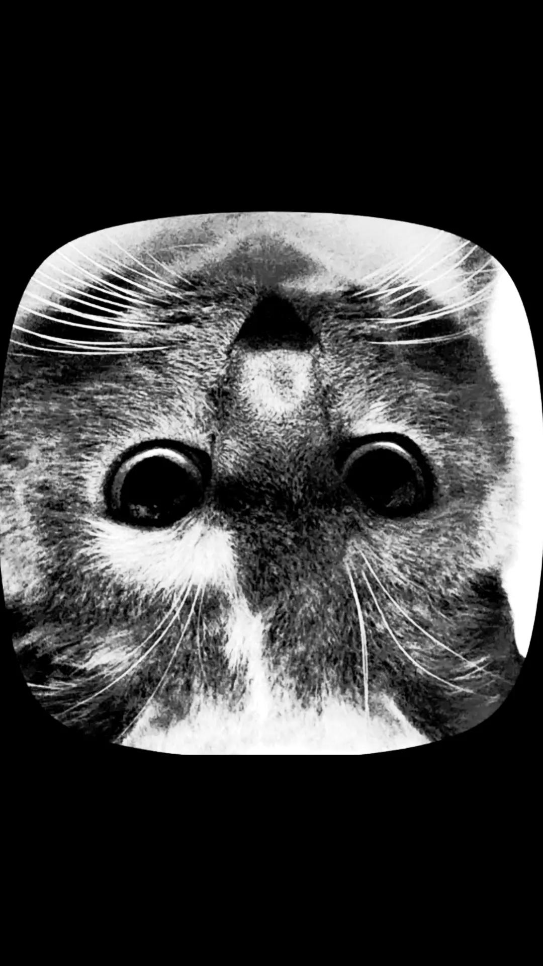 @usercatnip778