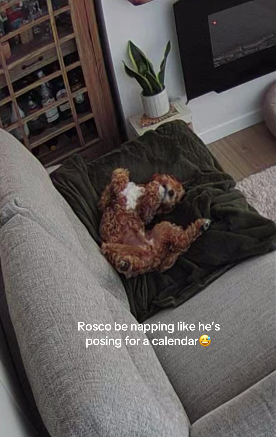 @Rosco & His Humans 🐾🏠🩵