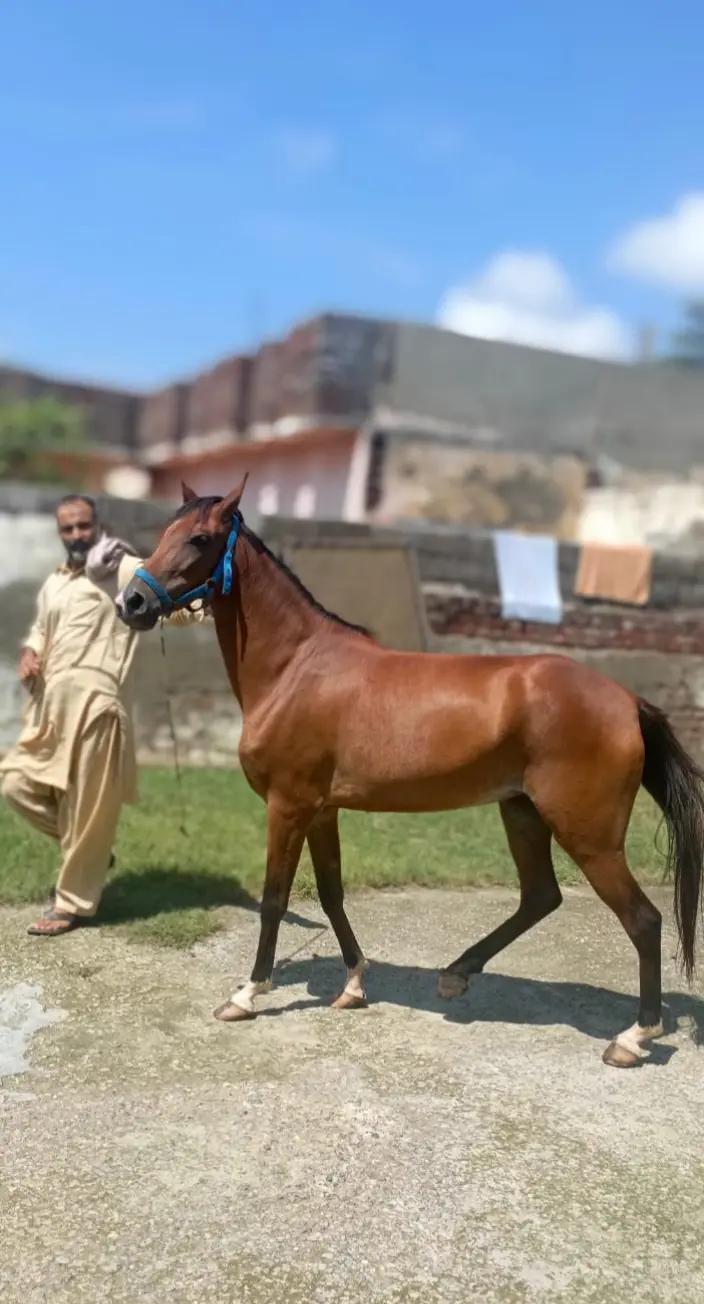 @Only Horse Video 🐴🐴