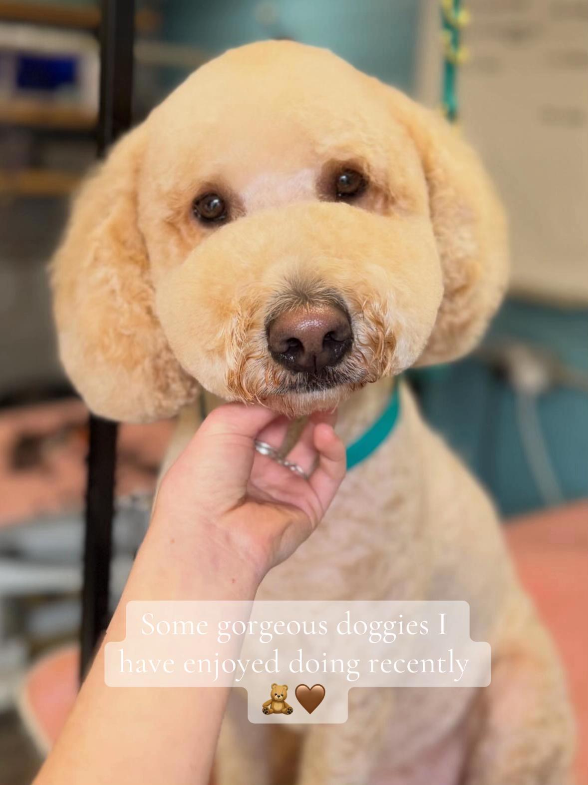 @hollyshoundsgrooming