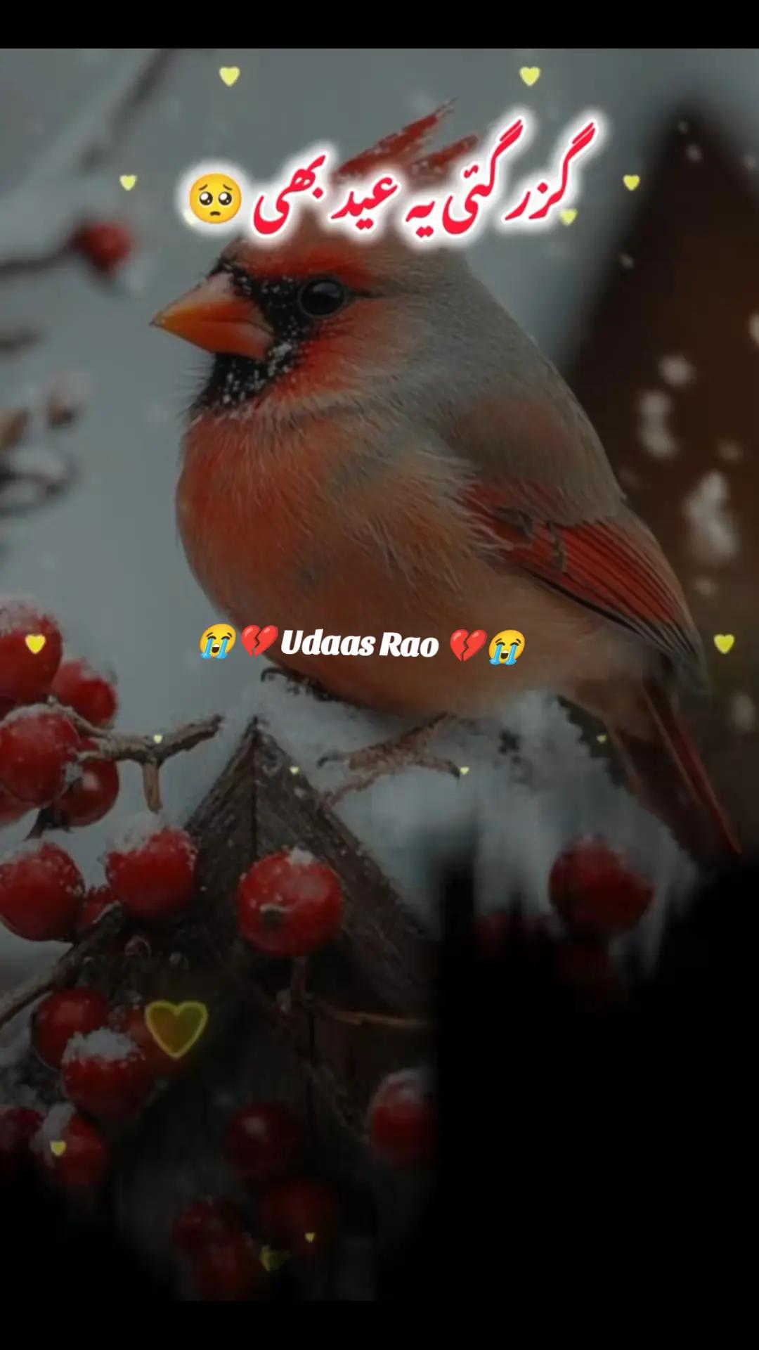 @💔 U͢d͢a͢s͢s͢ R͢a͢o͢ 💔