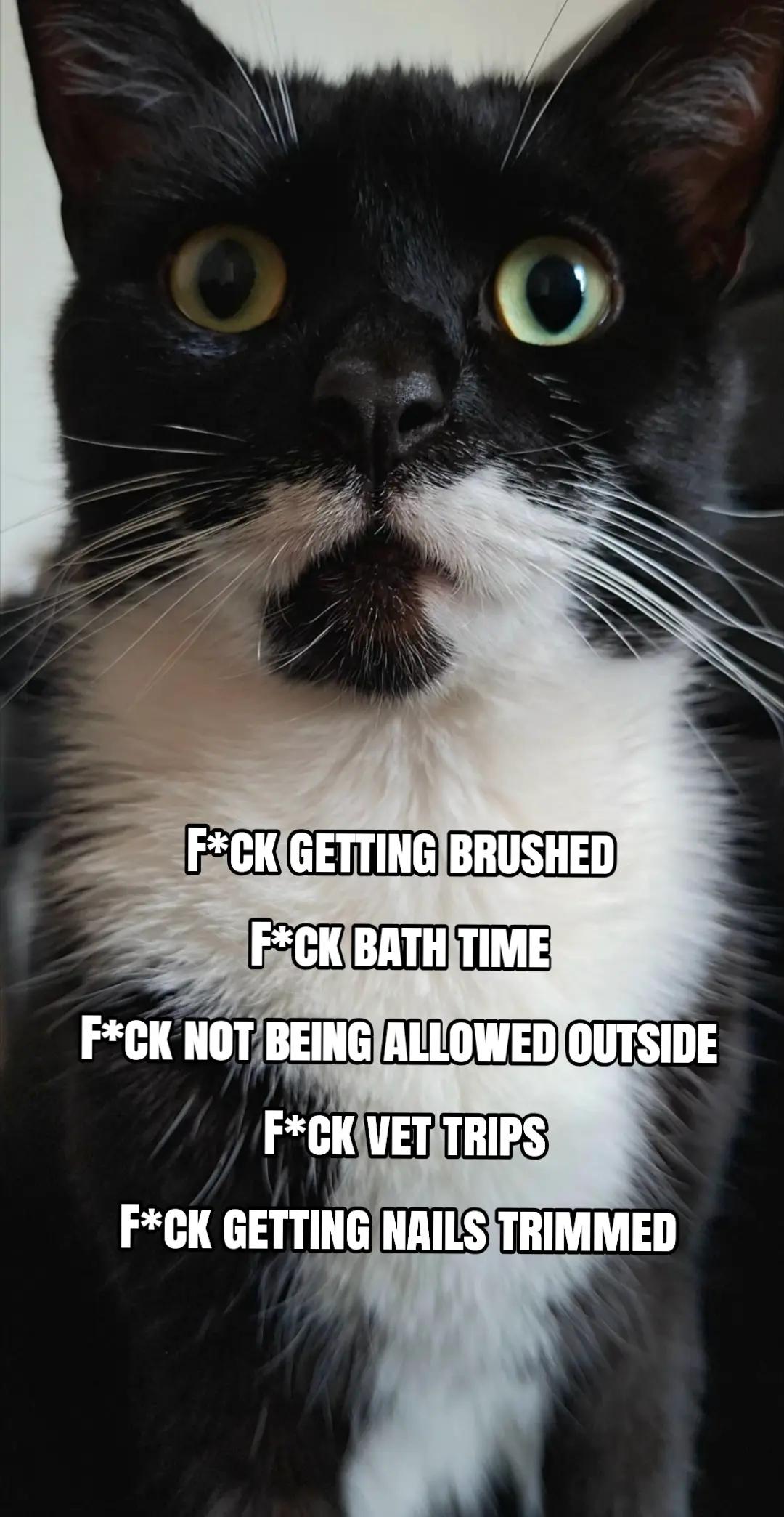 @Truffle the Tuxedo