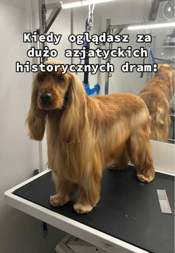 @PetStylist_Teti
