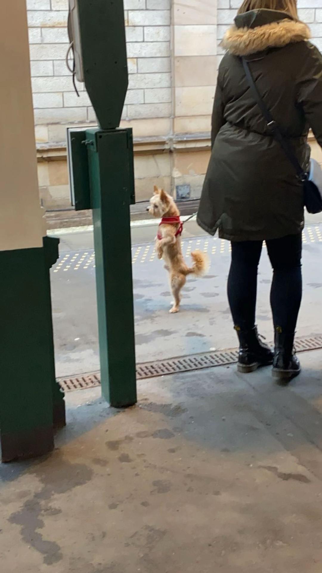 @Goldenwaggytales