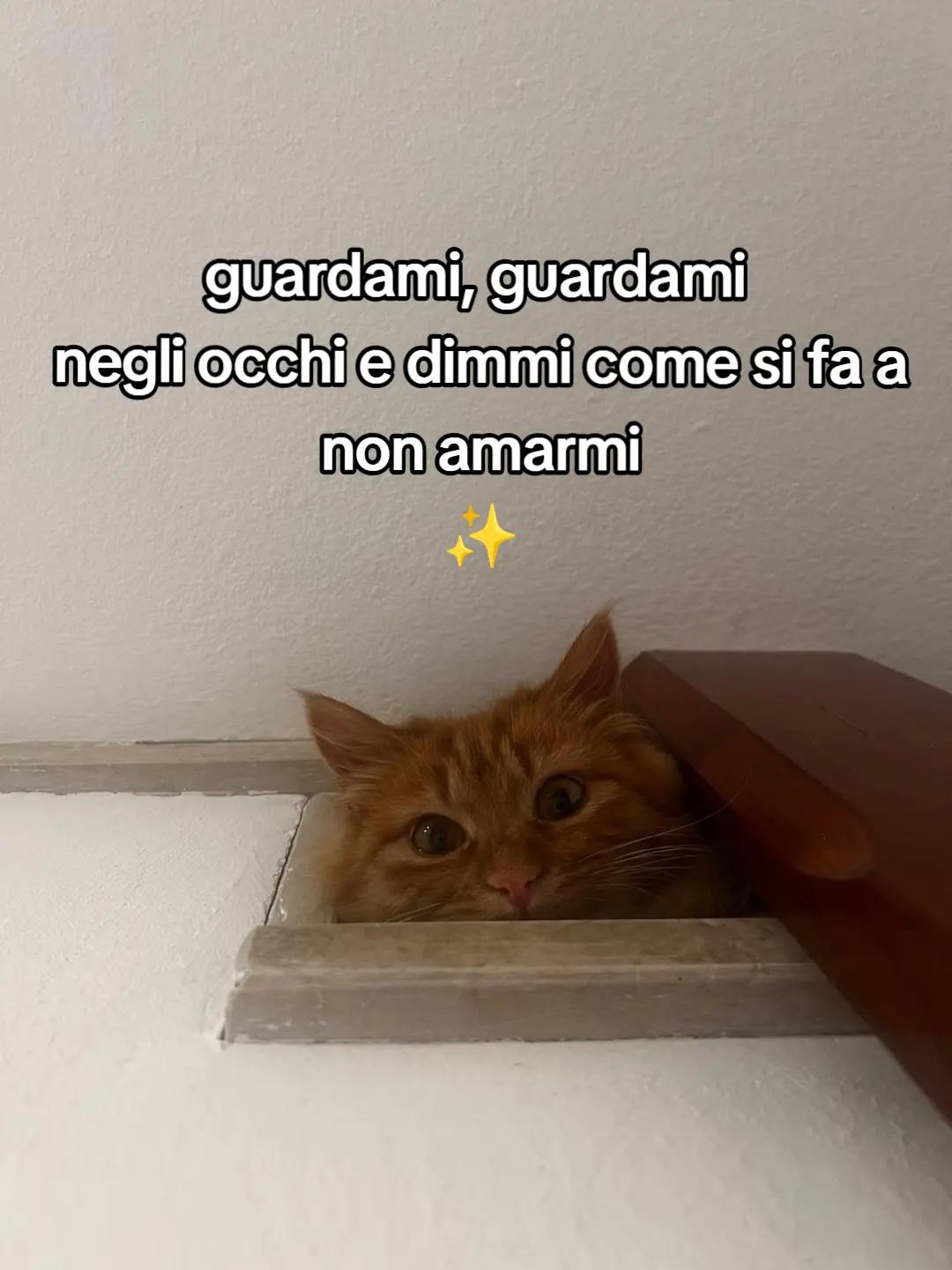 @Andre_13🖤