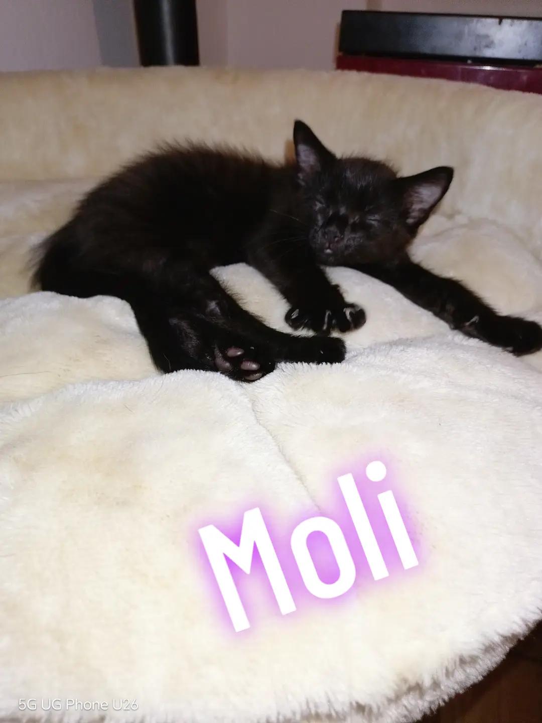 @MicroCat🐈⬛Kaya🐈⬛🩷💎