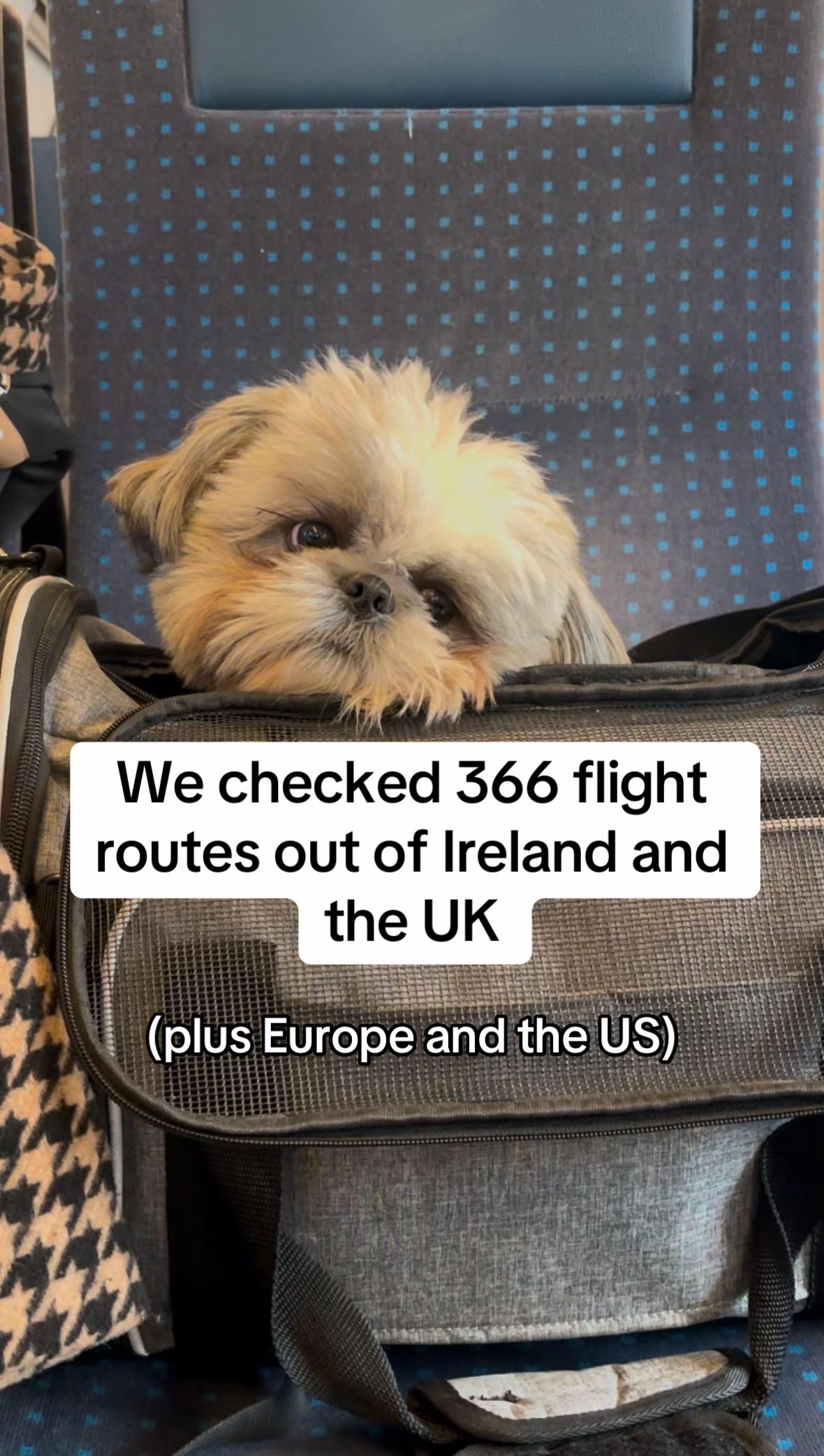 @Daisy | The Dog Travel App