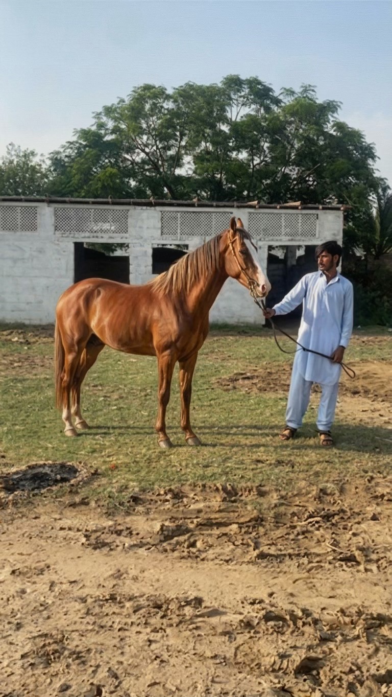 @Hayat Raza