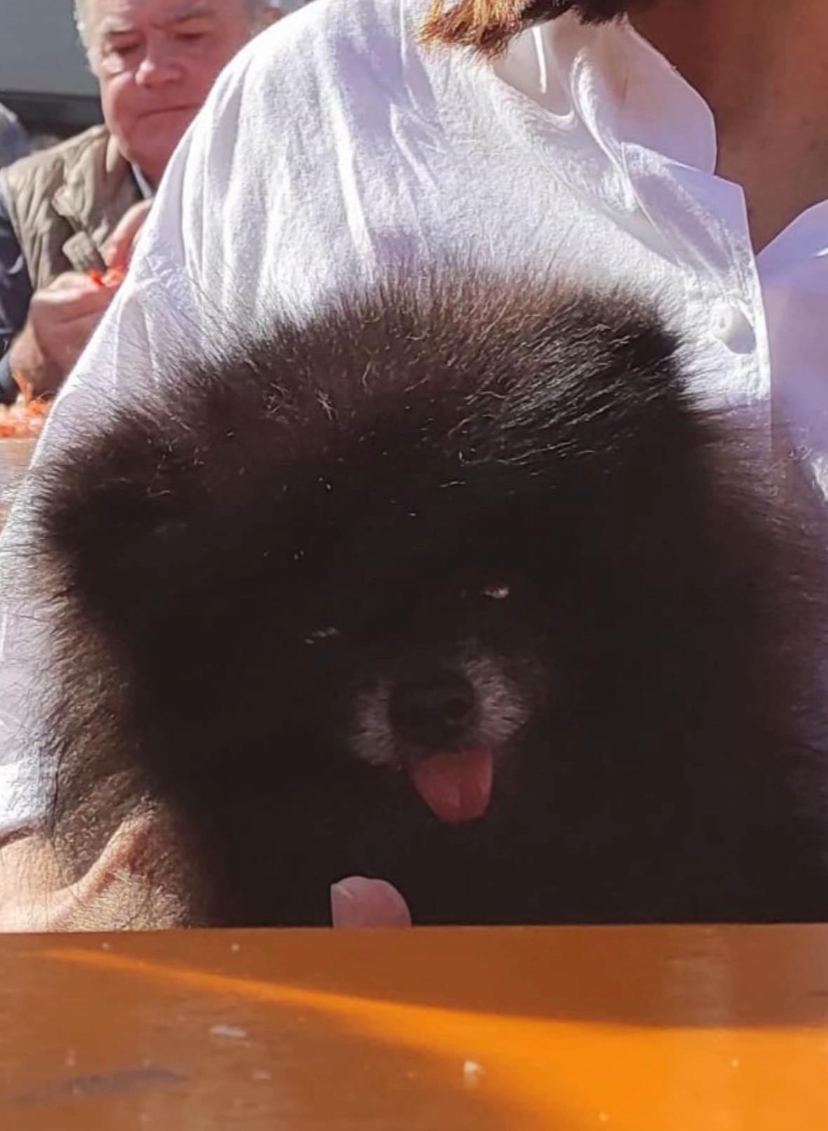 @pomeranian_iru_Spain