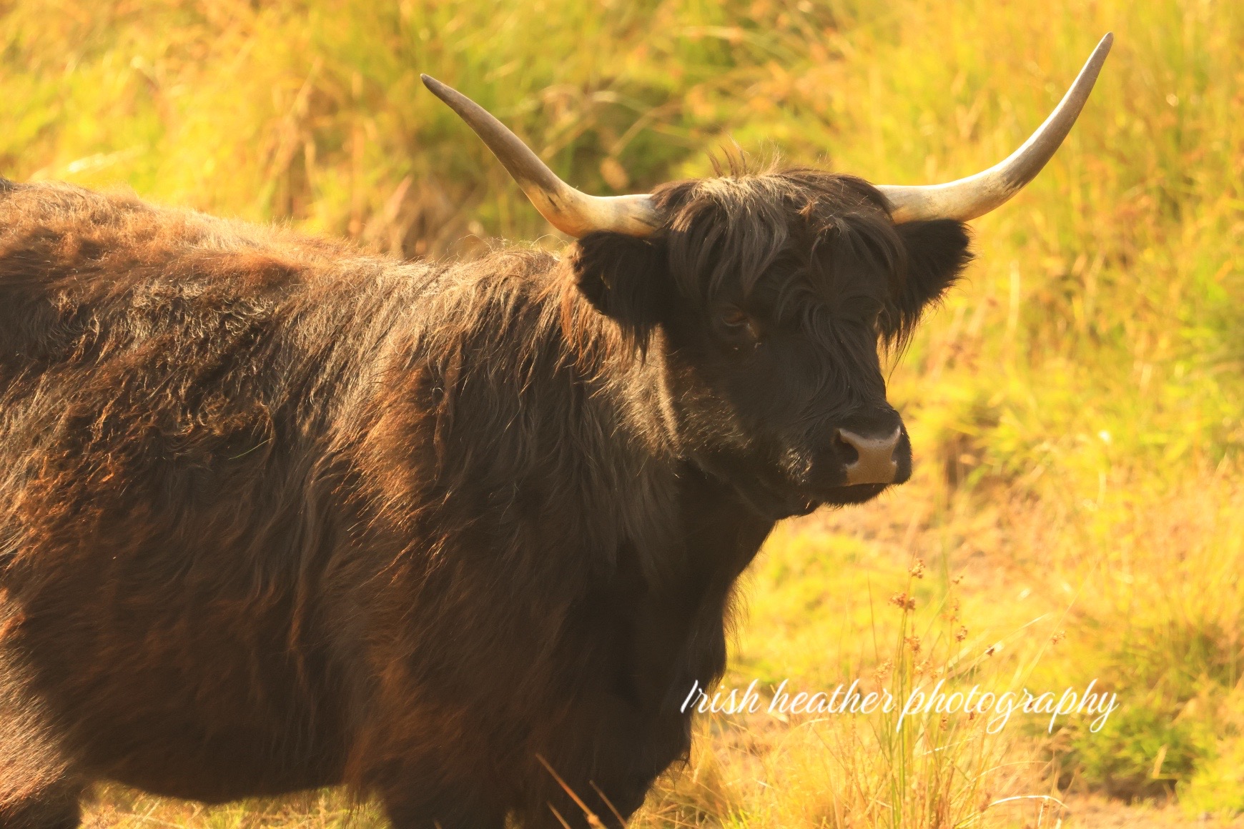 @Irish Heather photography
