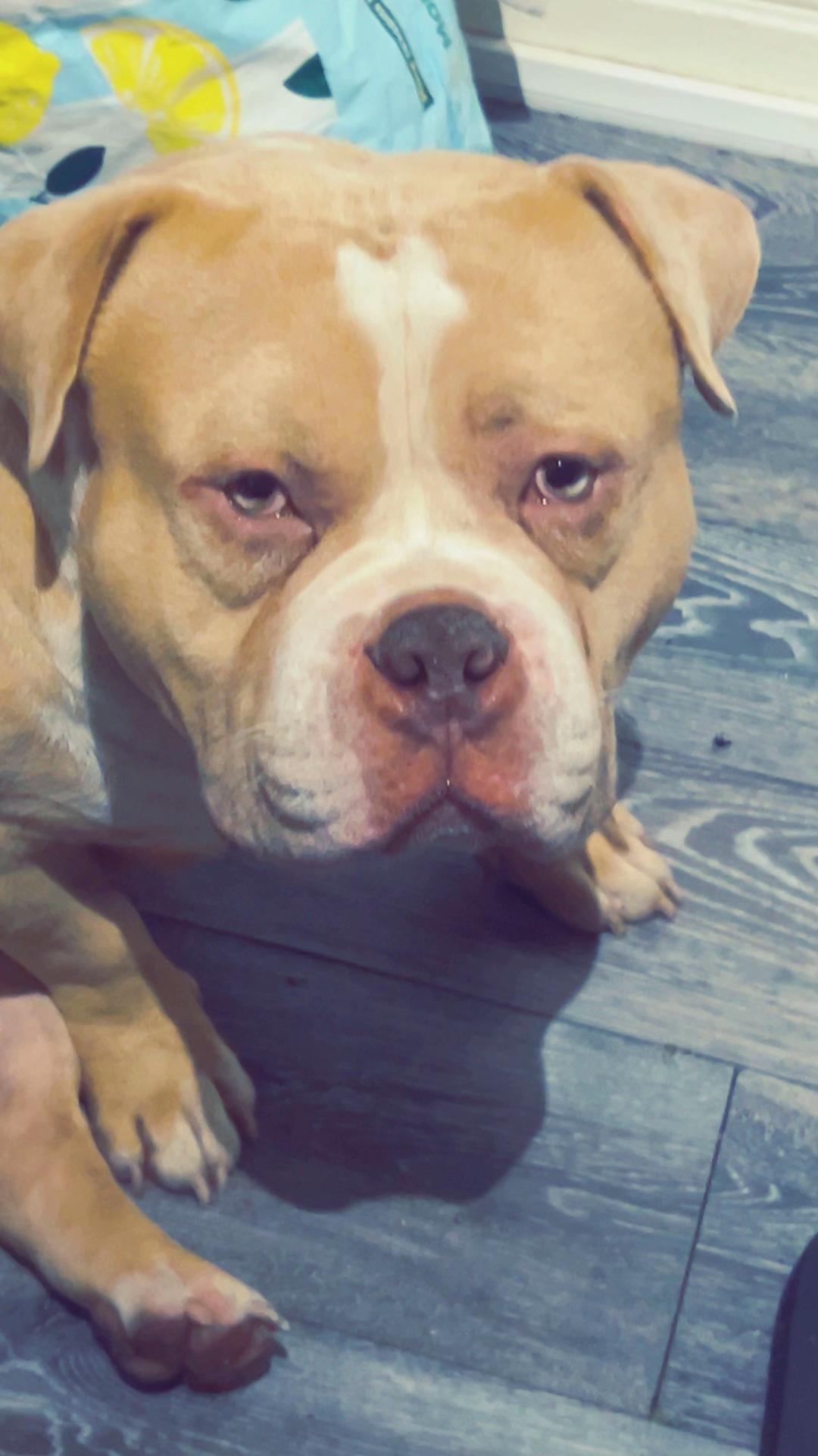 @certidogzuk