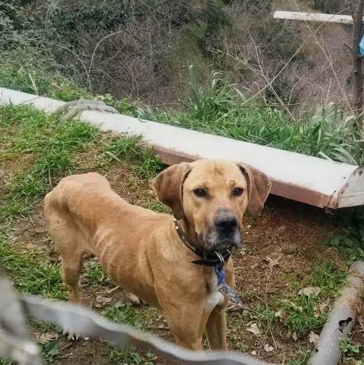 @Greek Animal Rescue