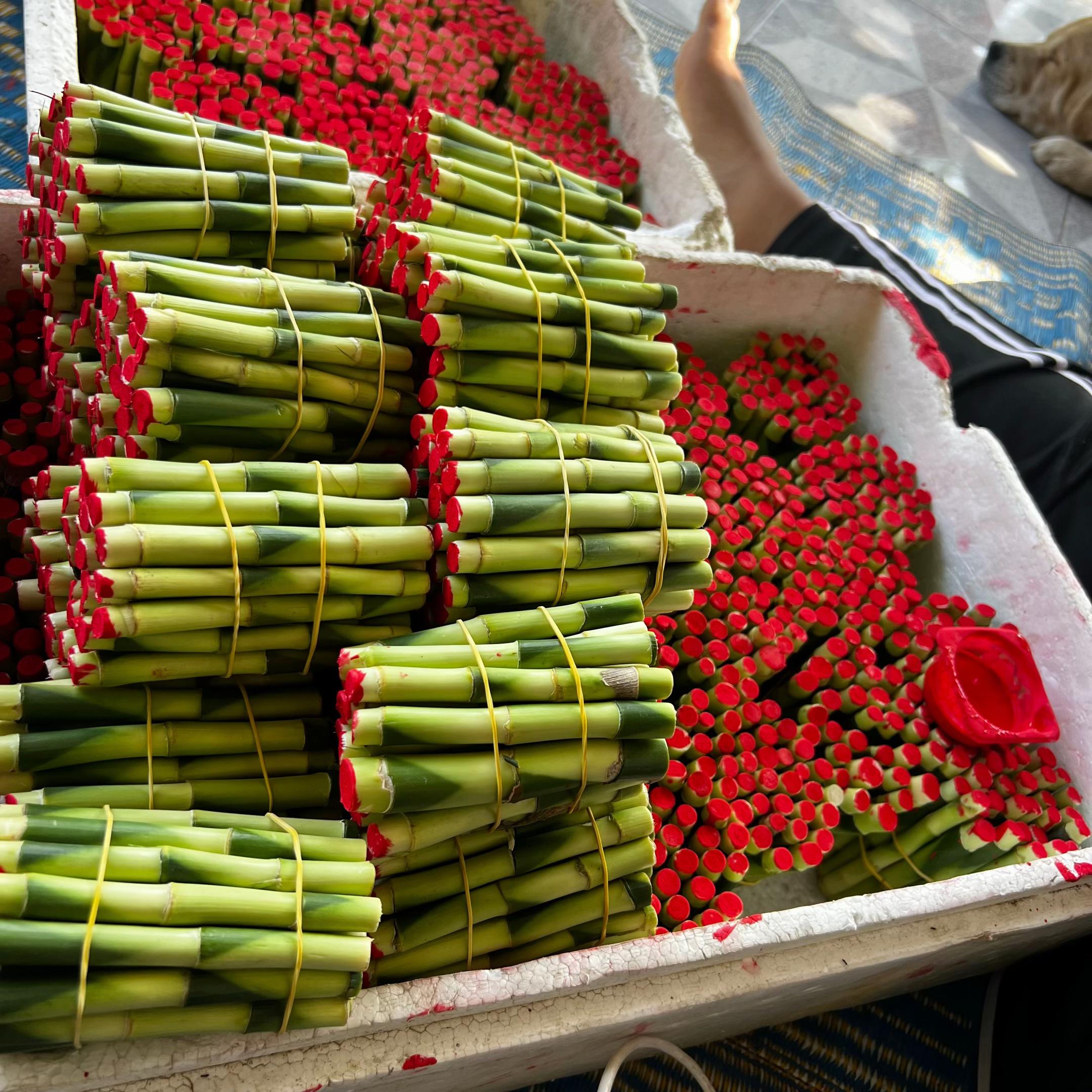 @ไผ่กวนอิมใส่โหลปลากัด