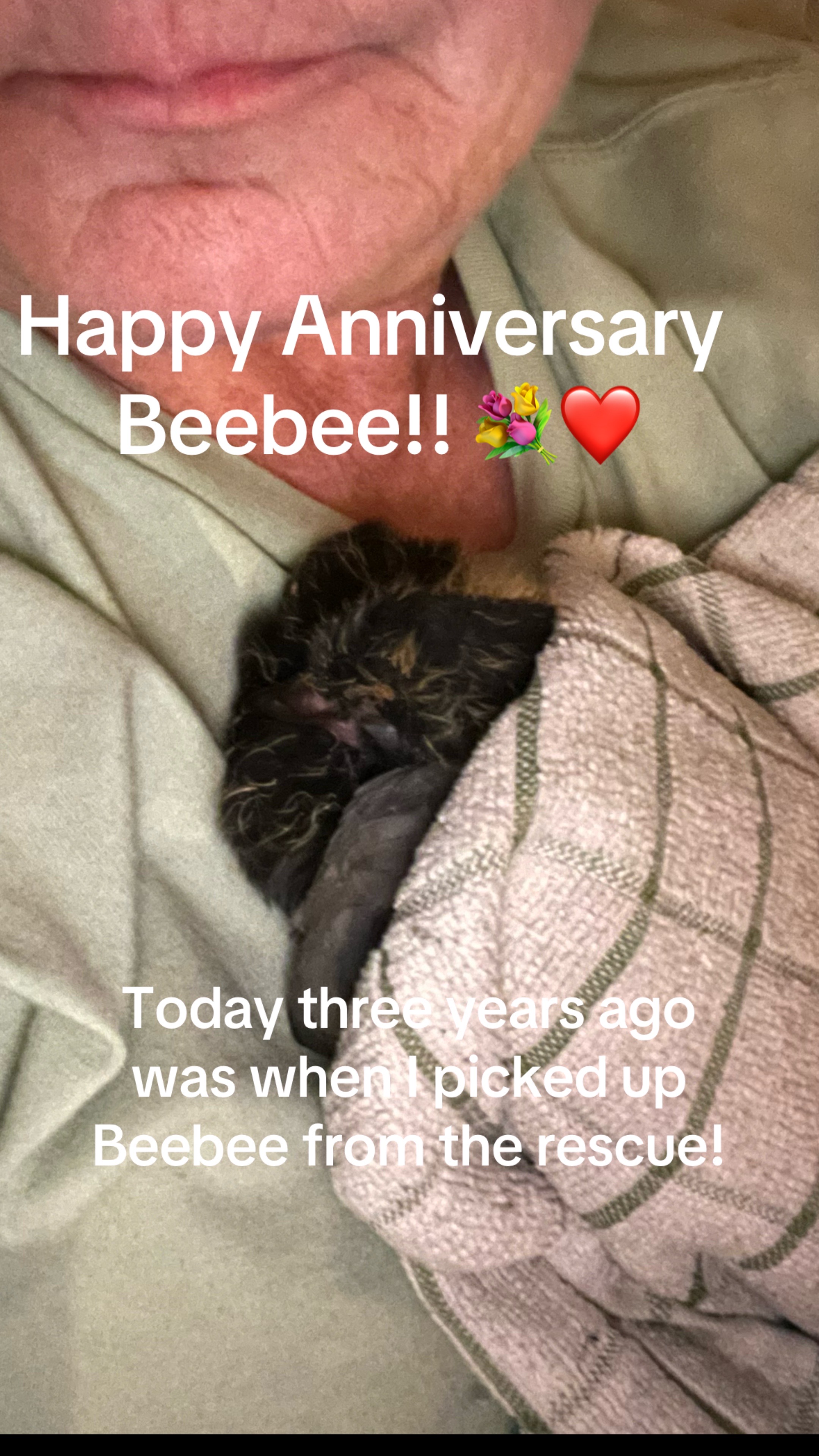 @Beebee The Pigeon