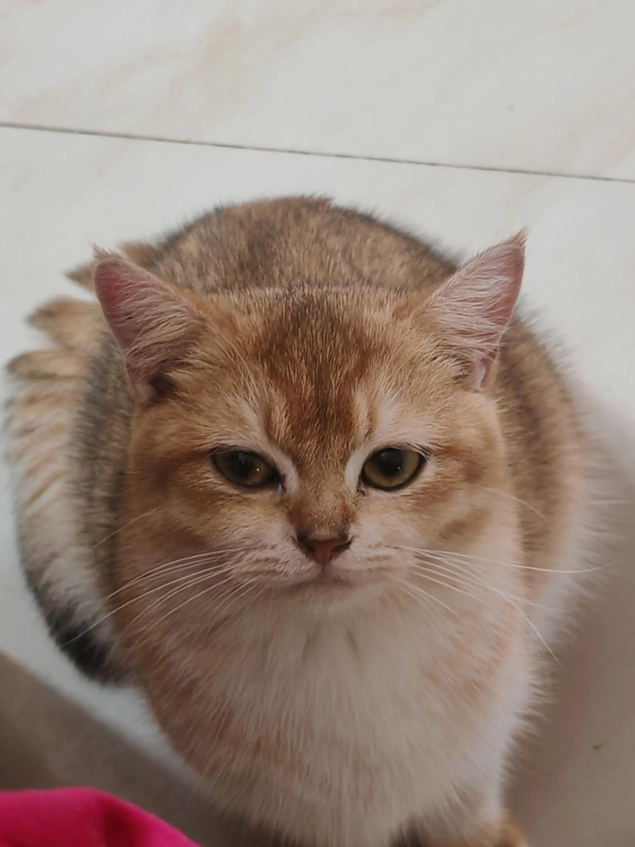 @UniqueClaw Cattery