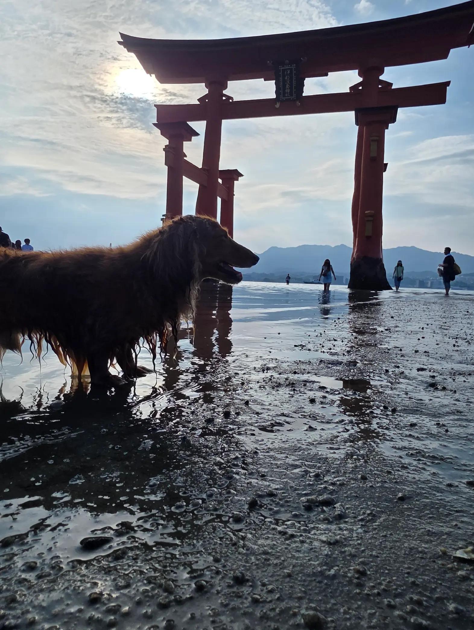 @✨️🌠サーファーダックス🌊🐶