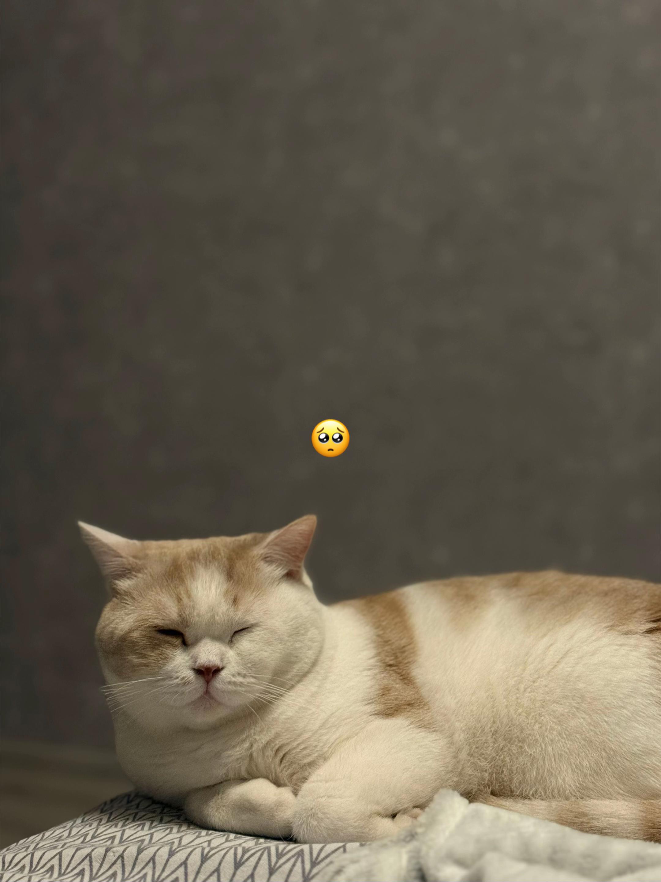 @мартышка 🙊