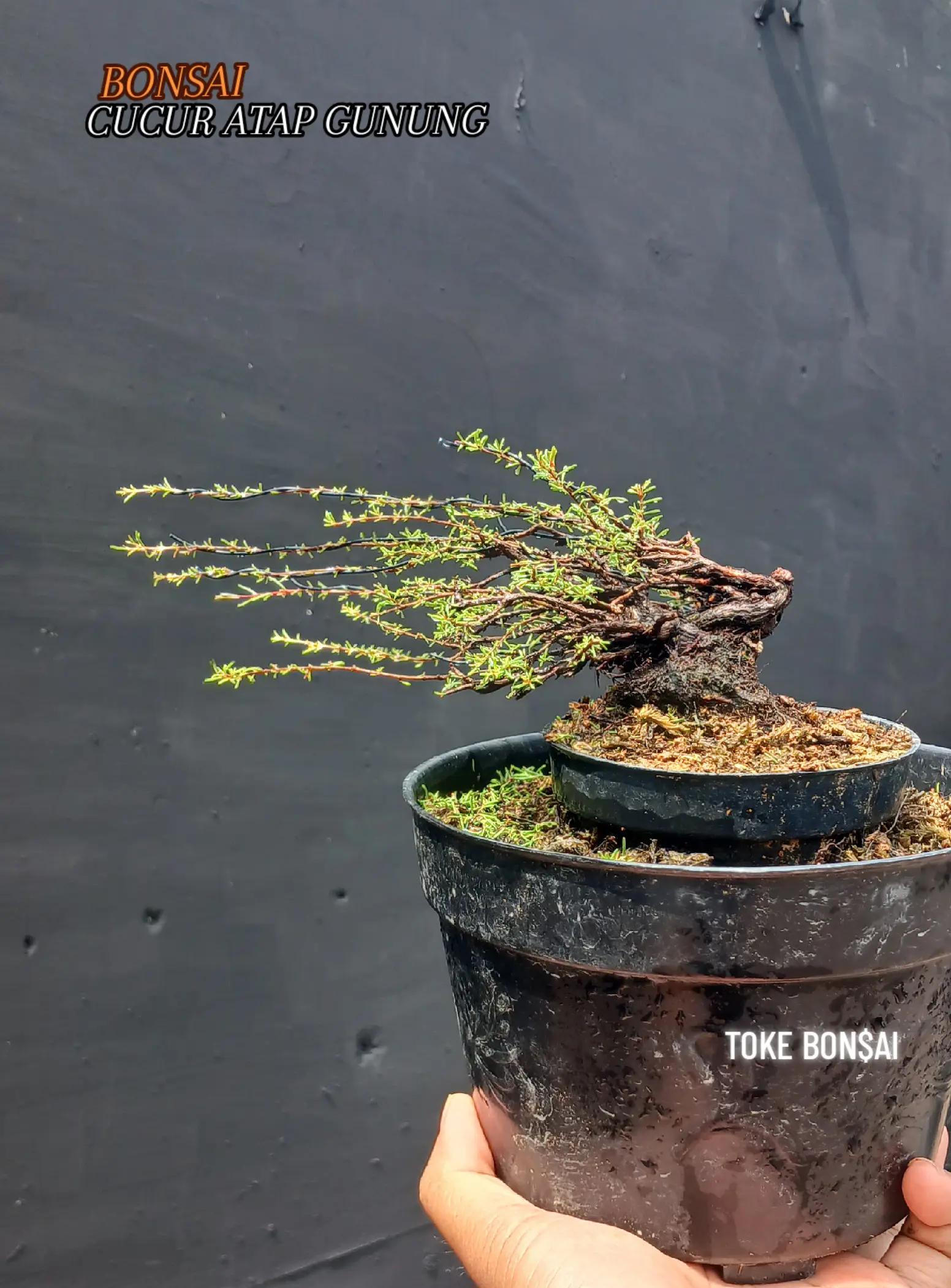 @Toke bonsai galeri