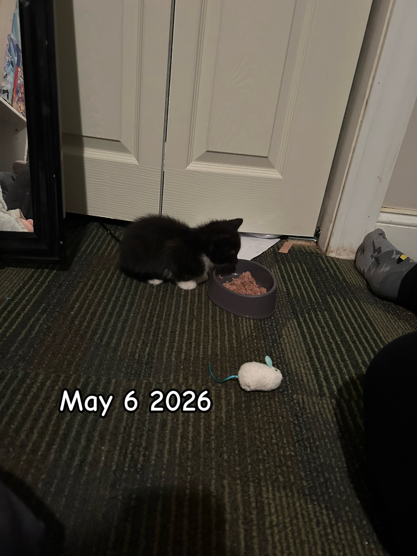 @✯¸.•´*¨`*•✿ 𝕂𝔸𝕋✿•*`¨*`•.¸✯