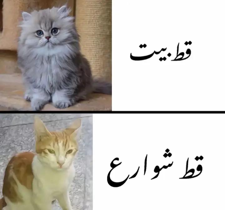 @Mohammad hassan