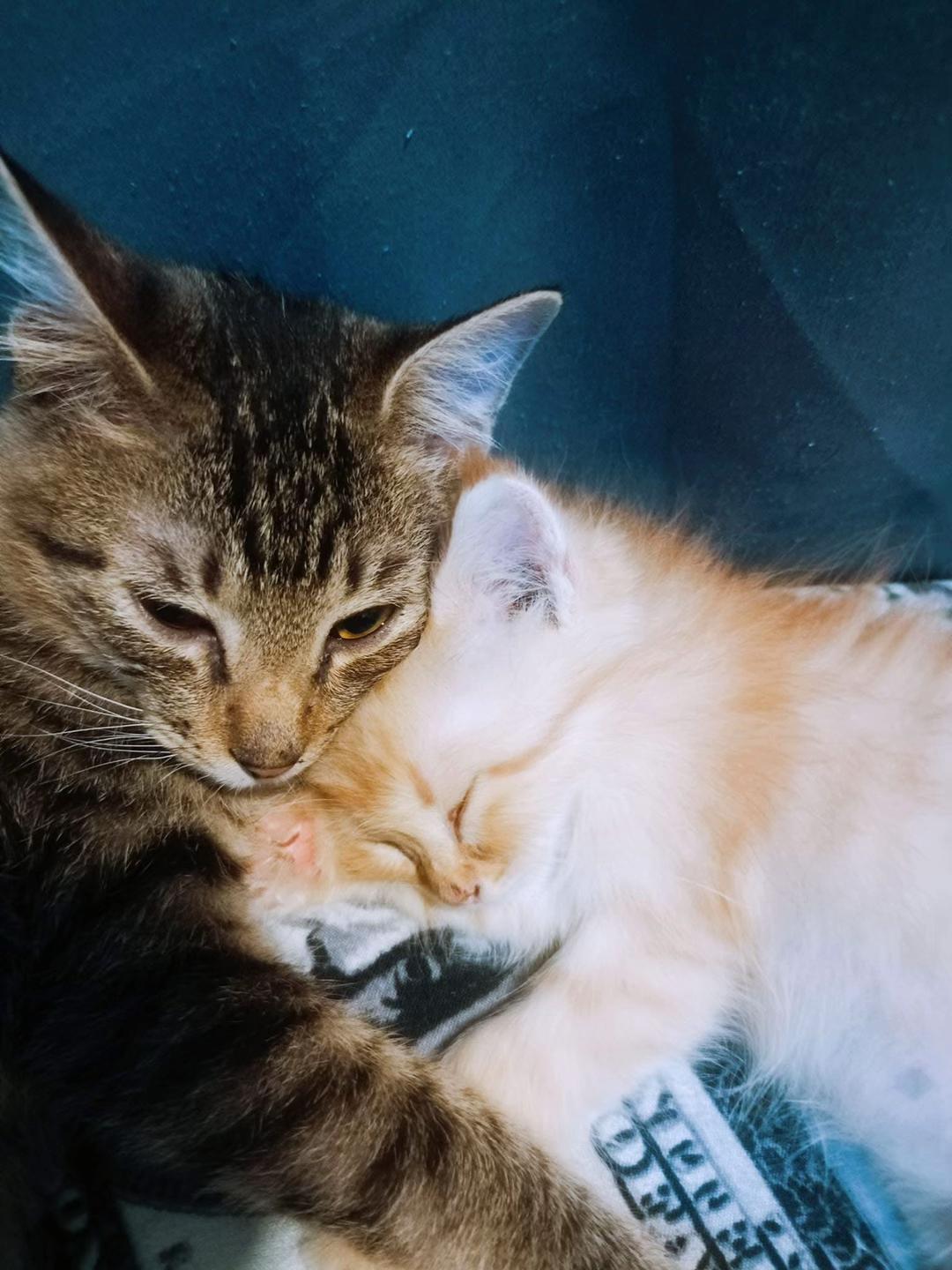 @TheCatFather