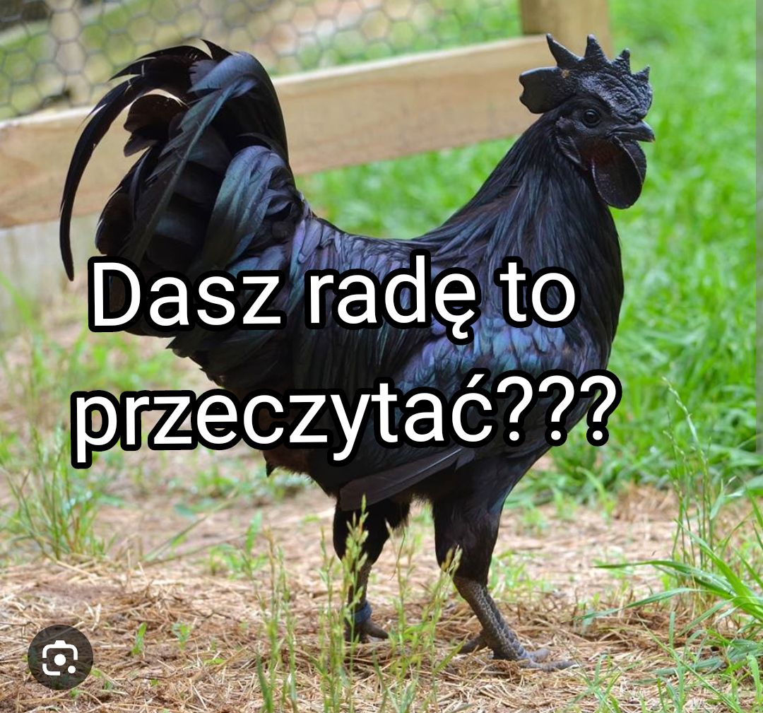 @KochamKurki❤️🐔
