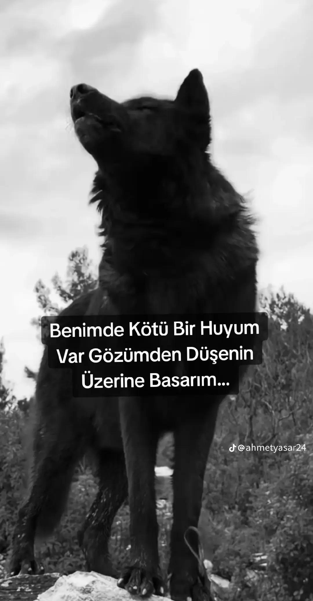 @Umut &Ccedil;ift&ccedil;i 49