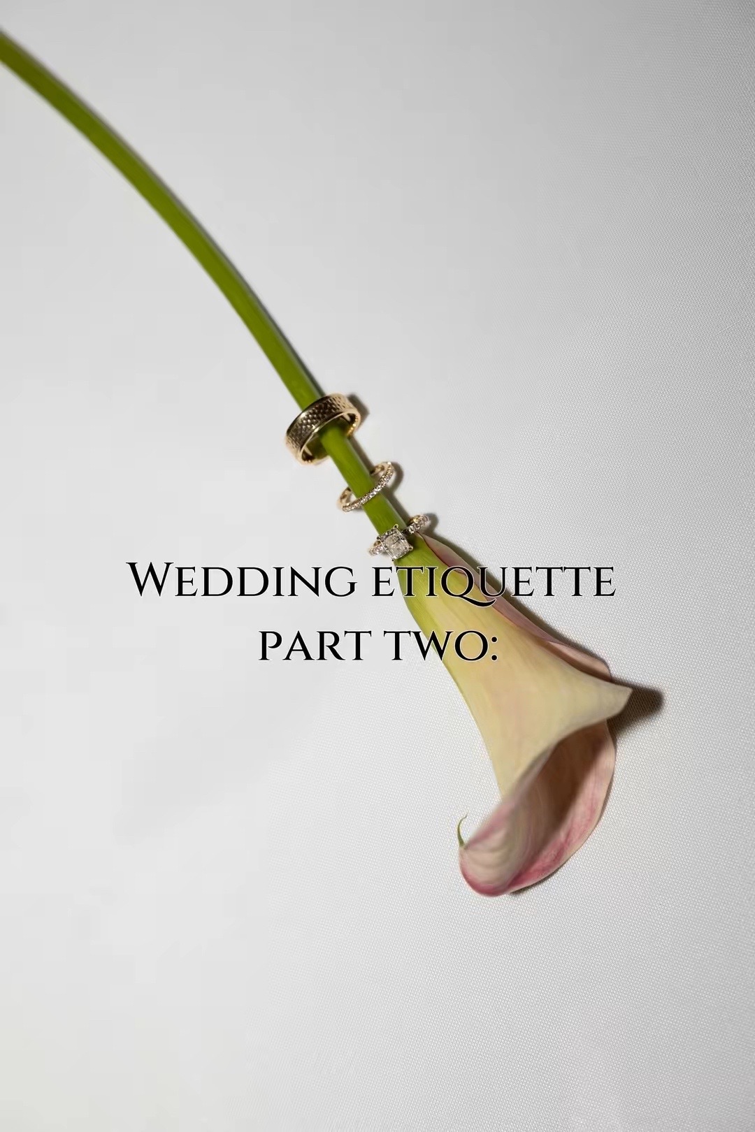 @Palm Beach Photographer |Rose